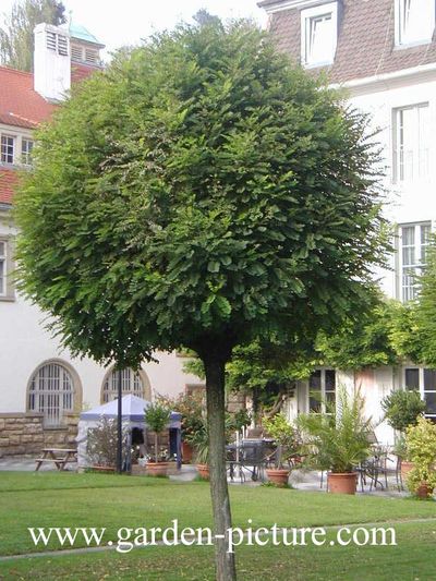 Arbre boule feuillage persistant