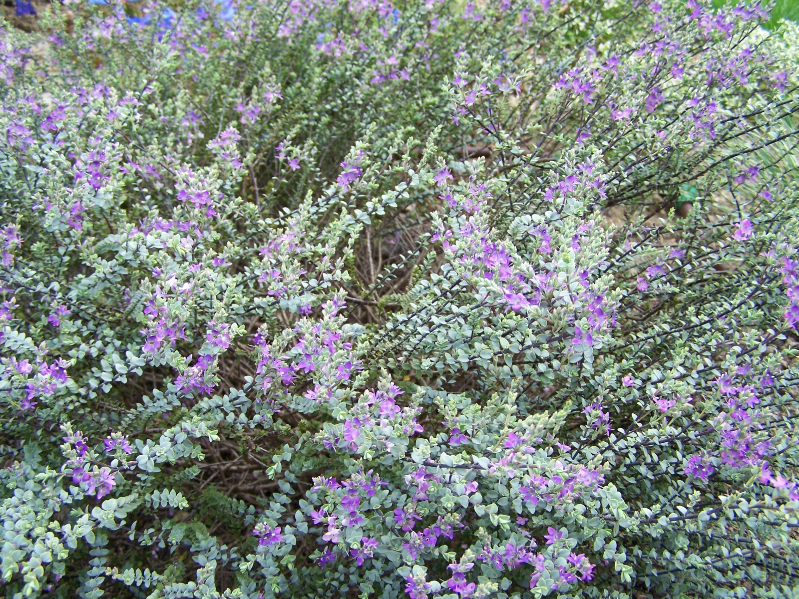 Arbuste avec fleurs bleues