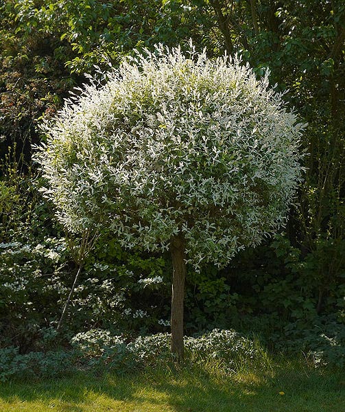 Arbres à fleurs et feuillage persistant