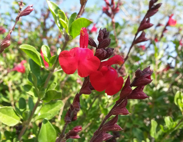 Arbuste a fleur rouge et blanche