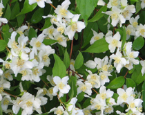 Arbuste a fleur blanche pour haie