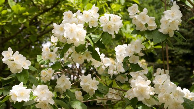 Arbuste a fleures blanches
