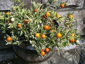 Arbuste boule orange