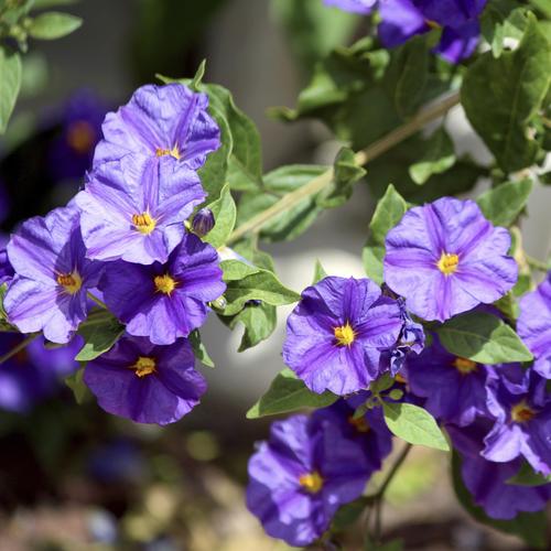 Arbuste fleuri bleu