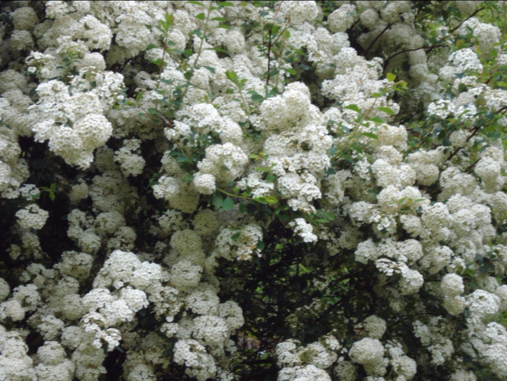 Arbuste petites fleurs blanches printemps
