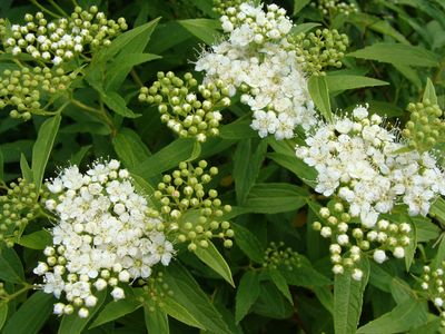 Liste des arbustes a fleurs blanches
