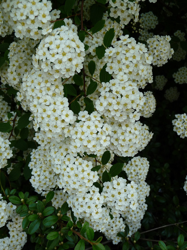 Arbustes fleurs blanches jardin