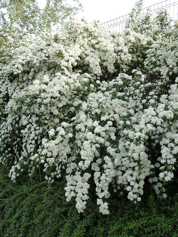 Arbuste avec fleur blanche