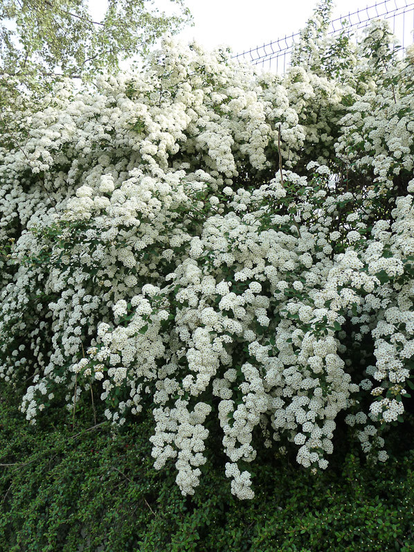 Arbre à fleurs blanches