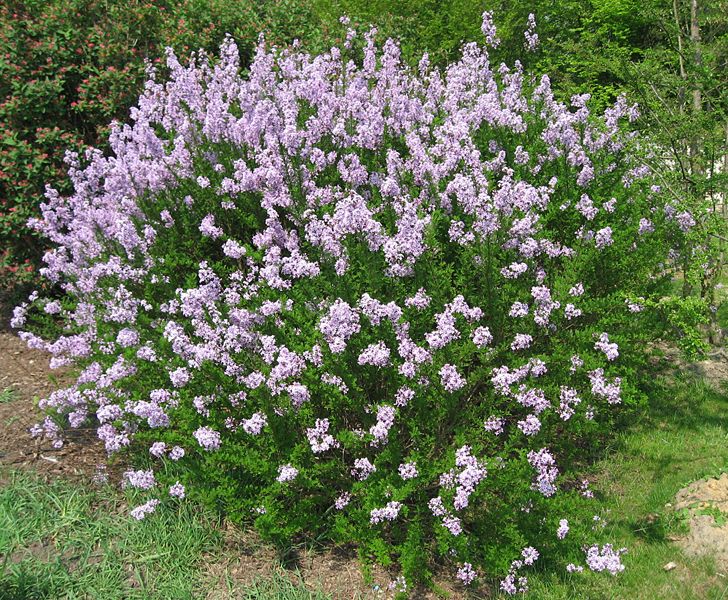 Arbuste nain a fleur