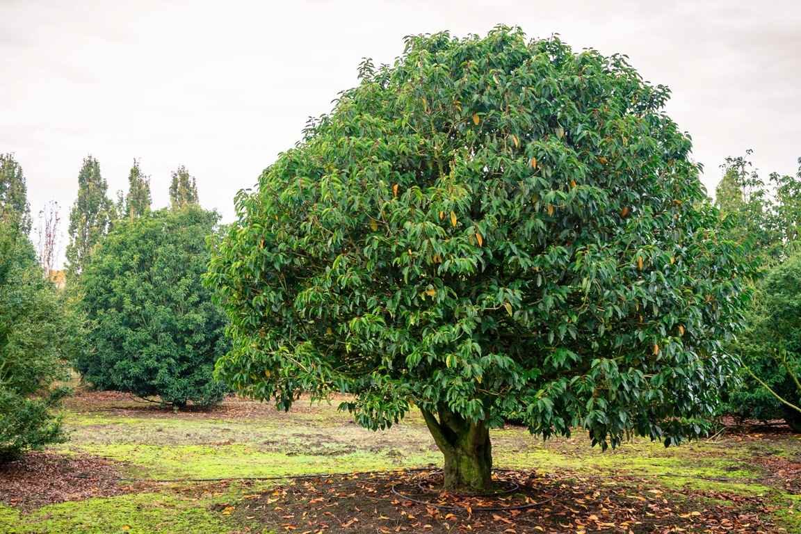 Arbre a feuillage persistant