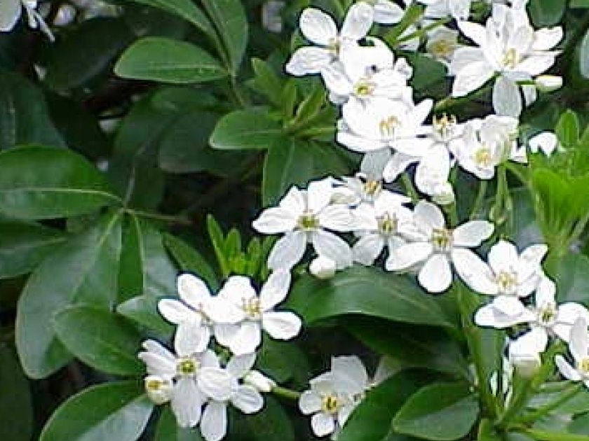 Arbuste avec fleurs blanches