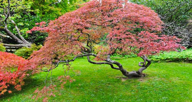 Arbre buisson pour jardin