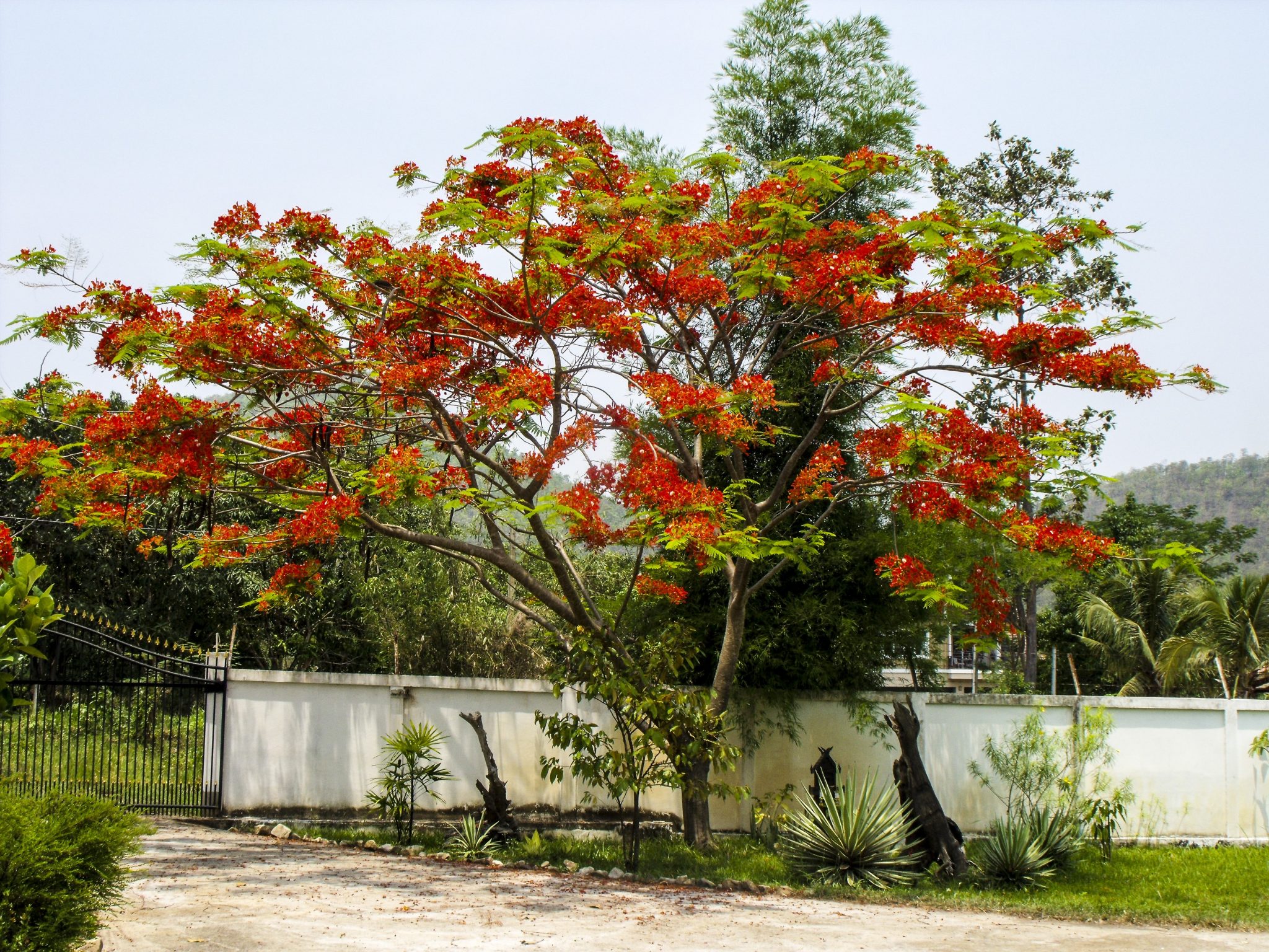 Arbre a fleur rouge