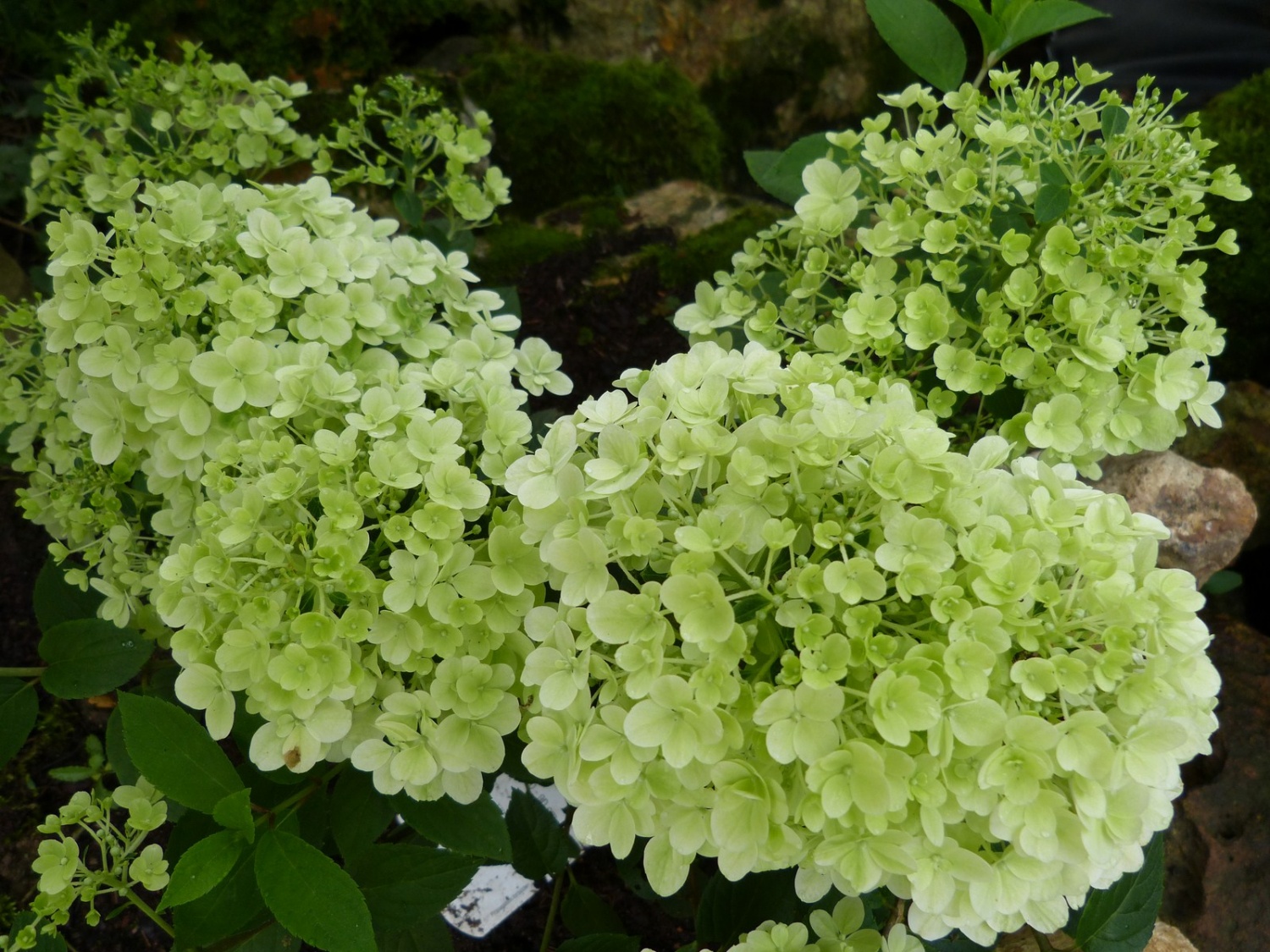 Arbuste grosse fleur blanche