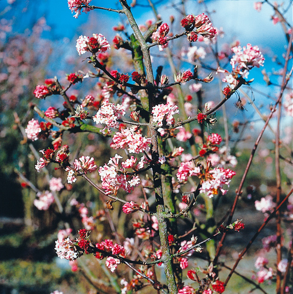 Liste arbuste fleuri