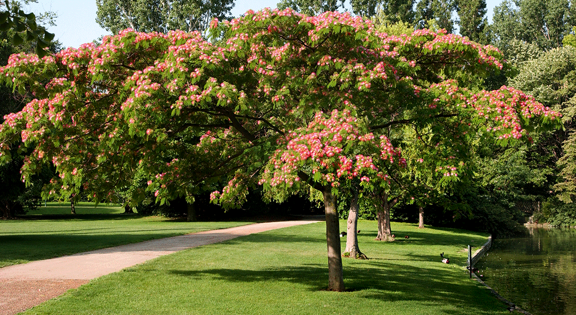 Arbre rustique persistant