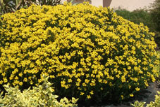 Petit arbuste a fleur jaune
