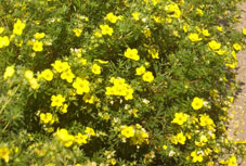 Petit arbuste a fleur jaune