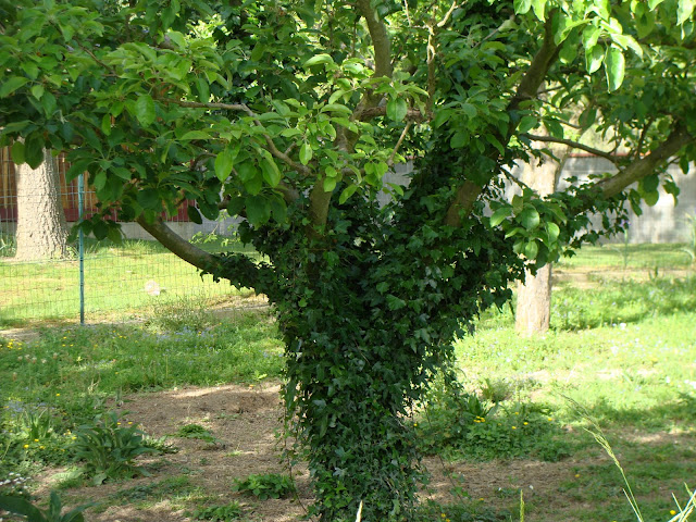 Arbre fruitier persistant