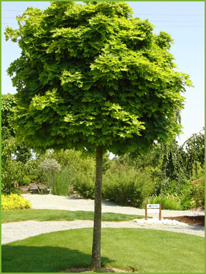 Arbre petite taille persistant