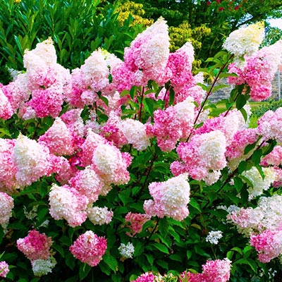 Arbuste nain à fleurs