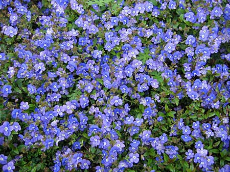 Arbuste persistant à fleurs bleues