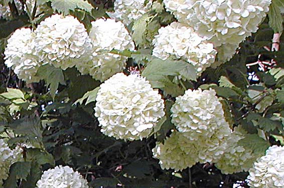 Fleurs à feuillage persistant