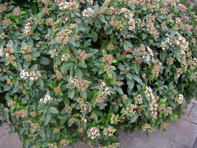 Plante de haie a feuillage persistant