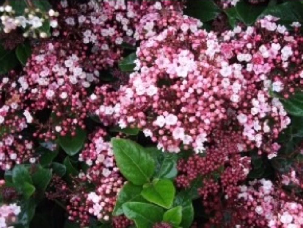 Arbuste petites fleurs roses