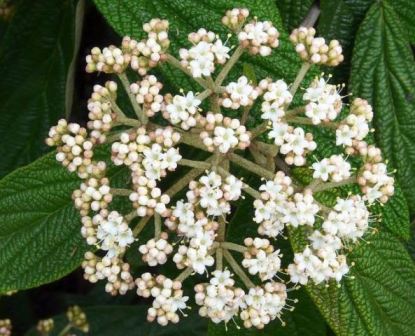 Arbuste persistant fleur blanche