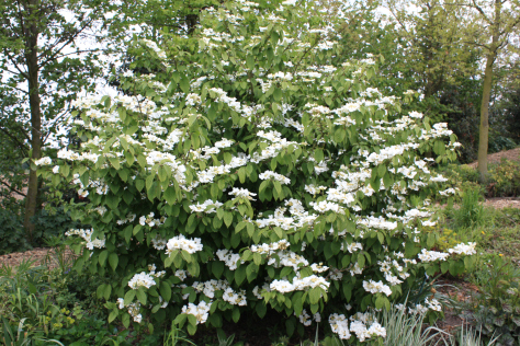 Arbuste fleurs blanches printemps