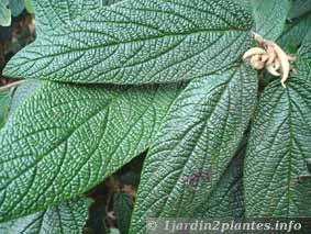 Arbuste a fleur et feuillage persistant