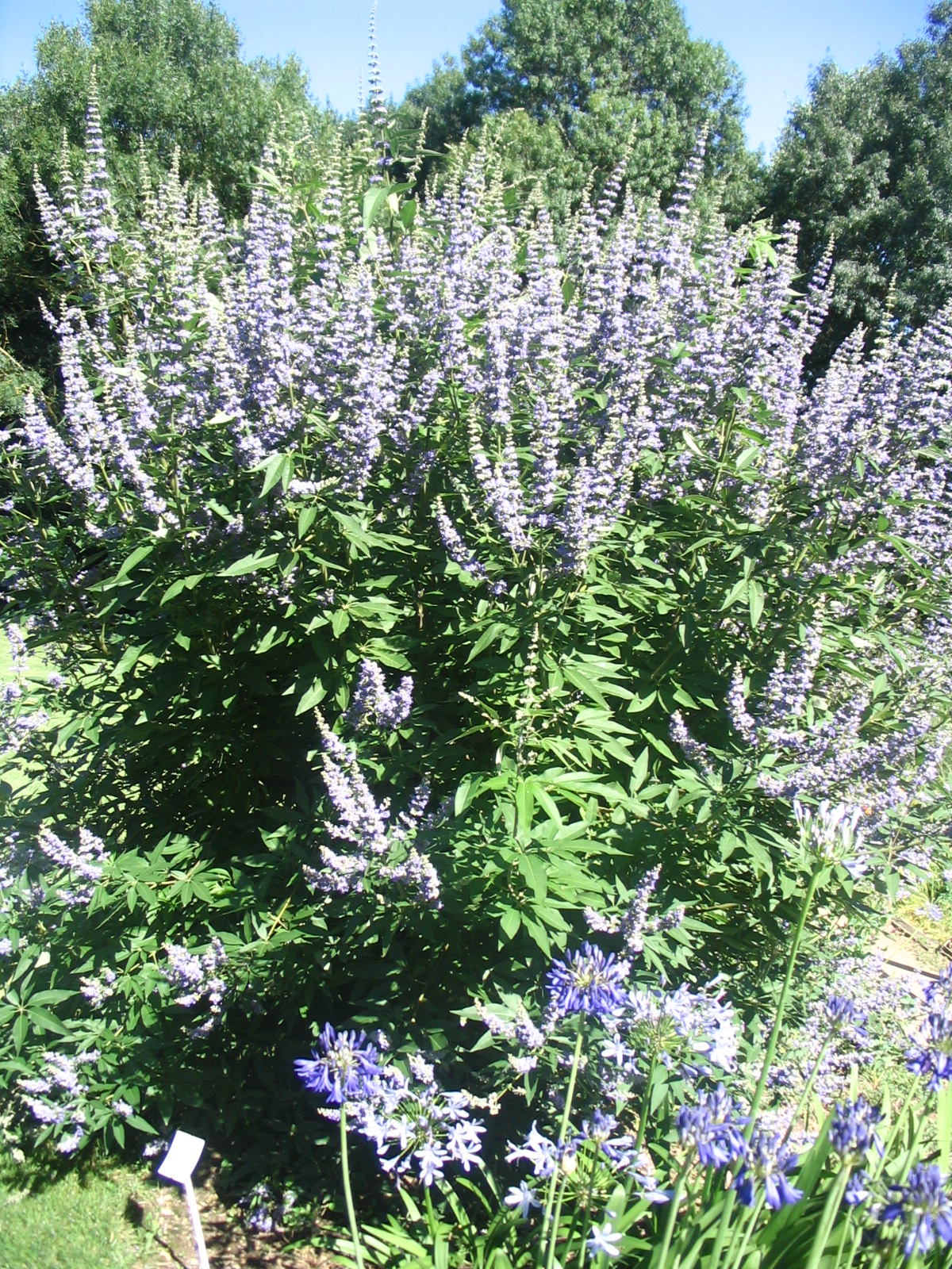 Arbuste floraison bleu
