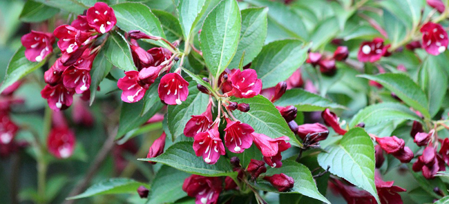 Arbuste a fleur printemps