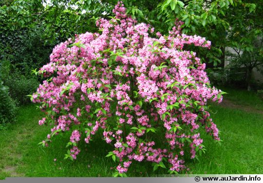 Arbuste persistant à fleurs croissance rapide