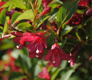 Arbuste fleur rouge