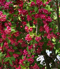 Arbuste persistant fleuri rouge