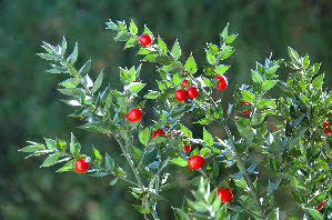 Arbuste persistant à boules rouges