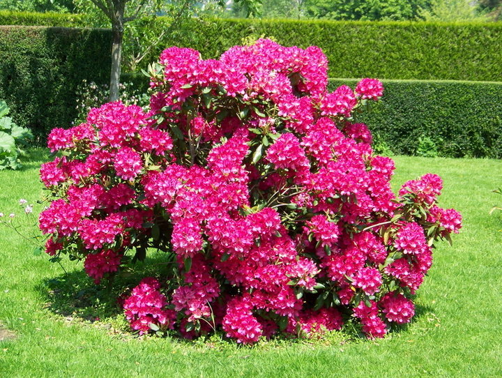 Arbuste a fleur