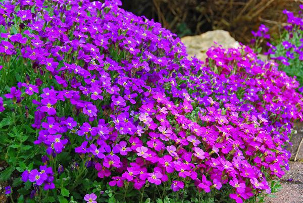 Plantes vivaces couvre sol rocaille