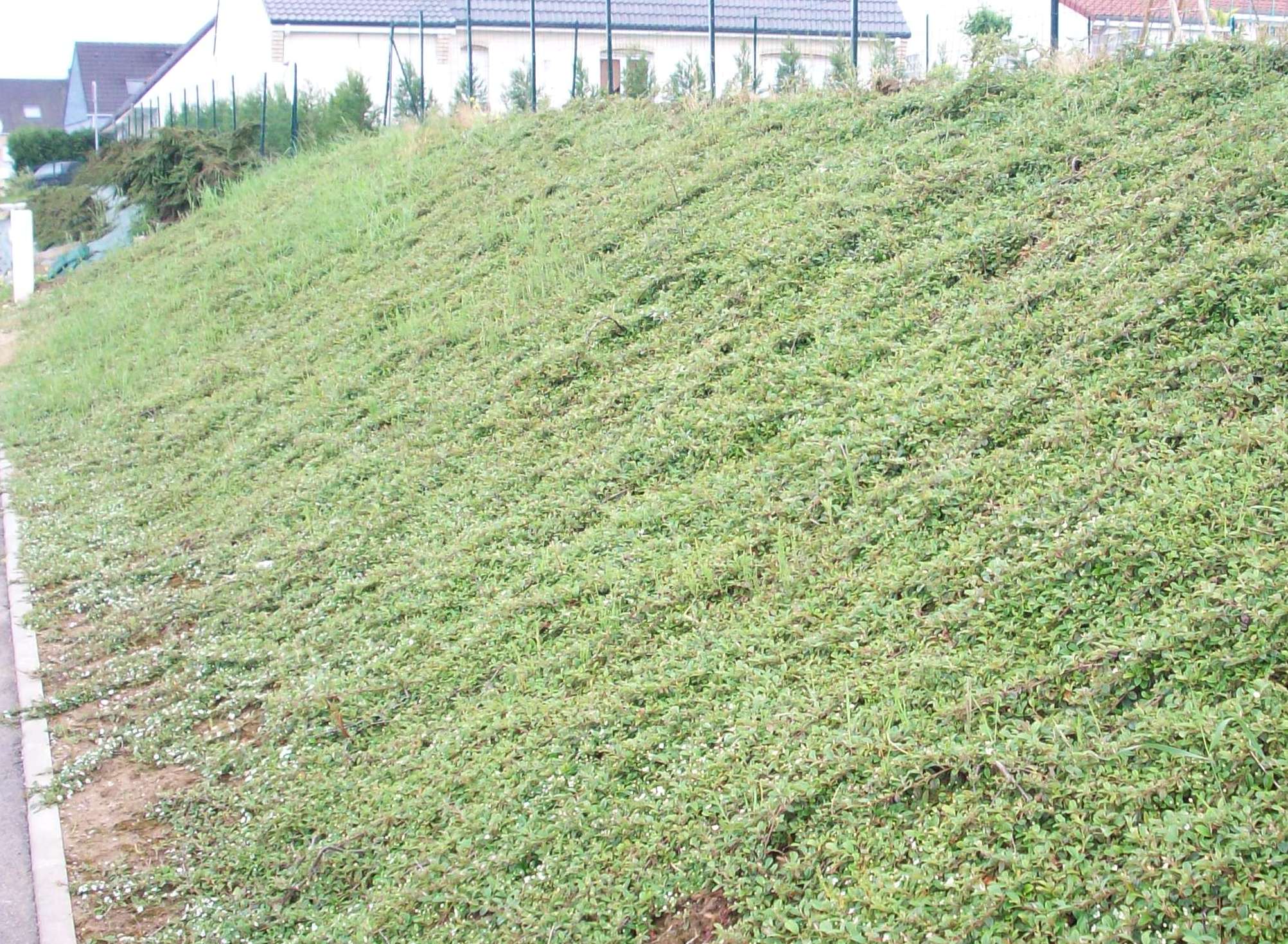 Plante des talus