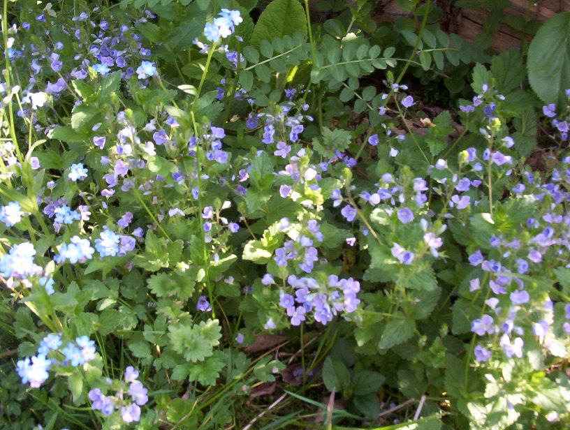 Mauvaise herbe rampante fleur bleue