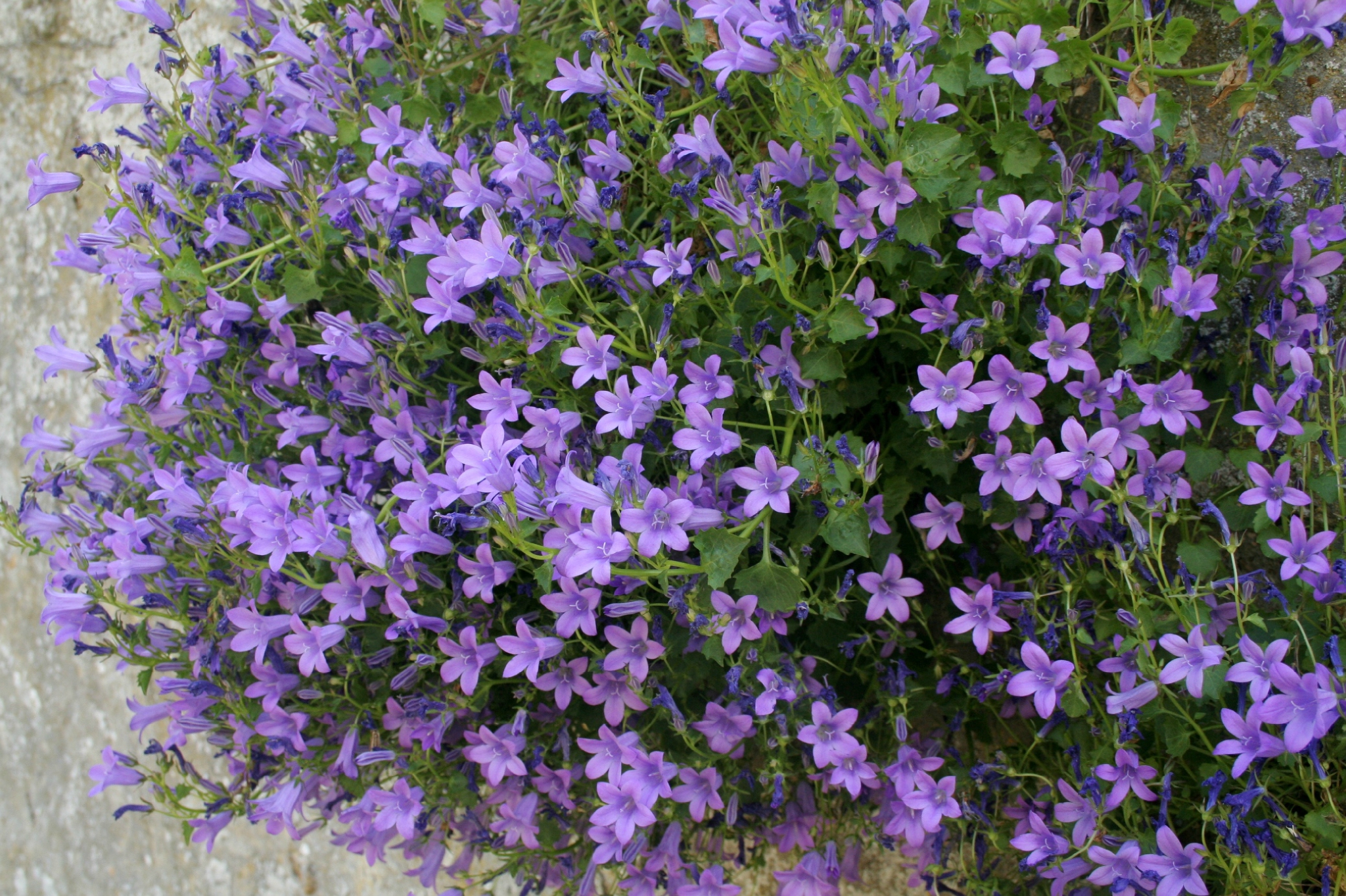 Couvre sol violet