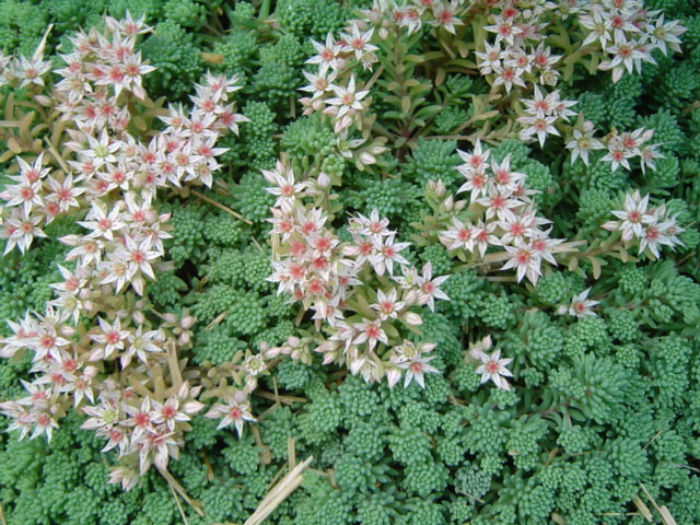 Plante couvre sol rampante