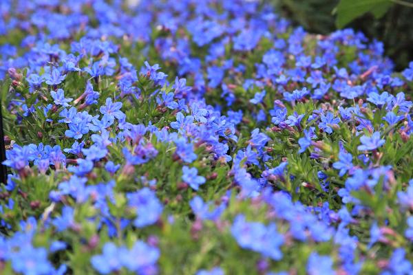 Fleurs de rocaille retombantes