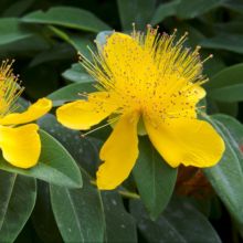 Plante vivace couvre sol jaune