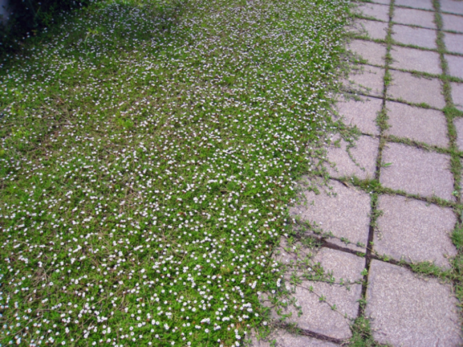 Conifere couvre sol persistant