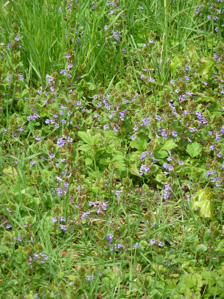 Mauvaise herbe rampante fleur bleue