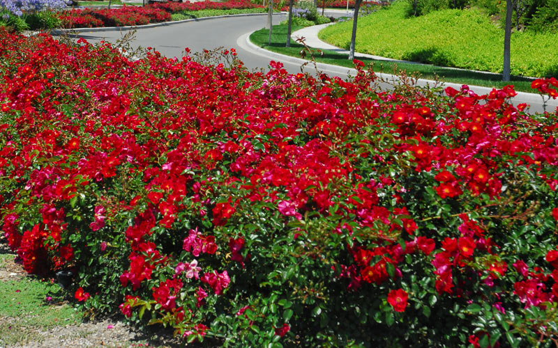 Fleurs pour talus